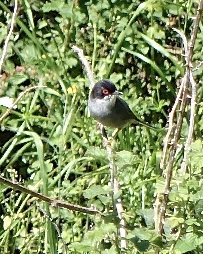 Sardinian warbler